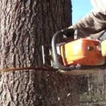 Un tânăr din Bicaz a murit în timp ce tăia un copac