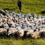 Stâne de oi din Tufeni, amendate pentru munca la negru