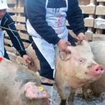 Noi focare de pestă porcină în Olt. Se ucid porcii dintr-o localitate din sudul județului