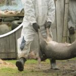 Noi cazuri de pestă porcină africană, confirmate în Teleorman