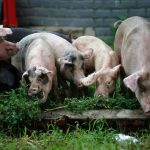 Speriați de pesta porcină din Dolj, gorjenii au început să își taie porcii