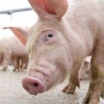 Jaful anului: zeci de porci, “săltați” de un ieșean dintr-o fermă. S-a lăsat cu dosar penal