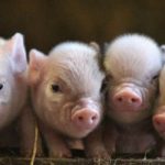 Pesta porcină a ajuns și la Stănești: 29 de focare