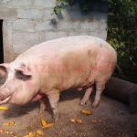 Încă două focare de pestă porcină africană confirmate în județul Giurgiu