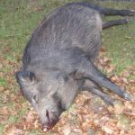 Nou focar de pestă porcină pe un fond de vânătoare în județul Giurgiu