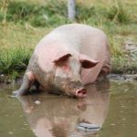 Deputatul Lucian Simion cere despăgubiri pentru porcii morți de pestă africană în Delta Dunării