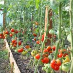 Legumicultorii olteni, primii la subvențiile pe tomate