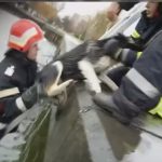 Căţel salvat de pompieri din Lacul Ciuperca