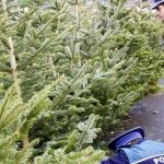 Infracțiuni de sezon, comercializarea de pomi de Crăciun fără documente