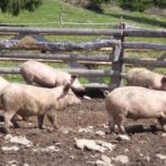 Fermierii din Rusănești care au ascuns porcii bolnavi, amendați și fără despăgubiri