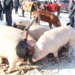 Oltenii din 29 de localități nu vor mai putea să transporte porci vii și carne de porc, după confirmarea pestei porcine la Dăneasa