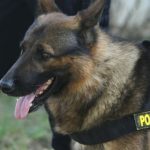 Poliția Prahova vinde prin licitație publică cinci câini de serviciu