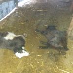 25 de capre au fost ucise de urs la Livezi (FOTO)