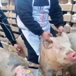 Măsuri suplimentare de prevenire a răspândirii pestei porcine africane şi controale intensificate ale inspectorilor sanitar veterinari în perioada sărbătorilor