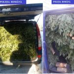 Sute de kilograme de cetină și zeci de metri cubi de lemn, confiscate de Poliție