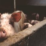 Alte 60 de focare de pestă porcină stinse în Ialomița