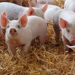 Au sosit banii pentru despăgubirea crescătorilor de porci din Mihai Bravu