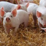 Pestă porcină africană confirmată în Cherechiu