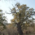 VIDEO Stejarul multisecular din Botoșana a fost datat cu C14 și este mai bătrân decât se bănuia
