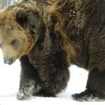 Urșii-meteorologi de la Zoo Tîrgu Mureș
