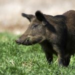 Pesta porcină africană a ajuns și în Bistrița-Năsăud. Două cazuri au fost confirmate la porci mistreți