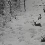 Imagini spectaculoase cu trei cerbi care își fac drum prin stratul gros de zăpadă, surprinse în Parcul Național Călimani VIDEO