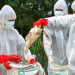 Localități din Dolj în alertă, din cauza focarului de gripă aviară confirmat în zona Vidin