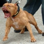 Sancțiuni în cuantum de 4.000 de lei, aplicate de polițiștii covăsneni, proprietarilor de câini agresivi