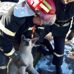 Pompierii au intervenit pentru a salva un câine rămas captiv. VIDEO