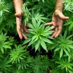 Elevi din Urziceni trimiși în judecată pentru trafic de cannabis