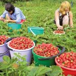 Arad: 800 de locuri de muncă pentru căpșunari, în Spania, prin AJOFM Arad