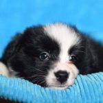 Salvamont cere pe Facebook idei pentru numele viitorului câine de avalanșă din Prahova