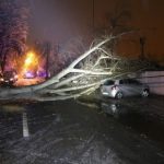 Vremea rea a făcut ravagii în județul Giurgiu: copaci căzuți, stâlpi și cabluri rupte