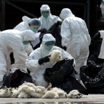 Gripa aviară din Bulgaria „dă emoții” autorităților române. Acestea declară că monitorizează fenomenul