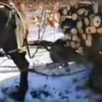 Hoți de lemne prinși în flagrant de jandarmi, în pădurea Saru