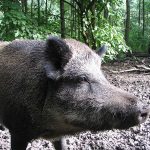 Un nou caz de pestă porcină africană în Bistrița-Năsăud, la limita cu Maramureșul! Mistreț găsit mort pe un fond de vânătoare din Romuli