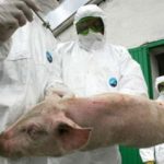 Pe raza judeţului Buzău a apărut un nou focar de pestă porcină africană