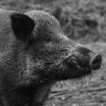 Complexele de porci de la Căzănești sunt blocate din cauza pestei porcine africane