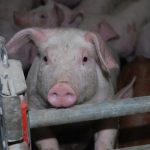 Transport ilegal de porci depistat pe raza județului Covasna. Autoritățile au luat măsuri pentru prevenirea răspândirii pestei porcine