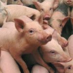 Arad: 24 de purcei, confiscați în județul Arad pentru că proveneau din zone cu pestă porcină africană