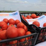 Peste 14 milioane de euro au intrat în contul oltenilor care au accesat „Programul de tomate”