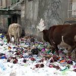 VIDEO: Vacile maidaneze caută mâncare într-un bloc dezafectat