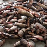 Cel mai scump pește se găsește la Tulcea, orașul de la porțile deltei!