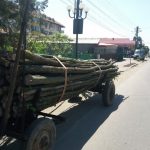 Tânăr din Sândominic prins cu o căruţă de lemne furate