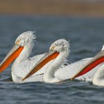 Consolidarea zonelor de cuibărit ale pelicanului creț de pe Insula Ceaplace