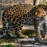 Trei animale noi primite donație de Grădina Zoologică Sibiu