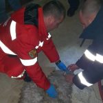 Video | Pompierii au salvat viața unui bichon intoxicat cu fum în urma unui incendiu