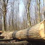 Prinși la tăiat ilegal de copaci în pădurea Gohor