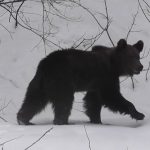 Imagini cu un urs ieșit din hibernare surprinse în Parcul Național Călimani VIDEO