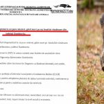 Pesta porcină africană lovește iarăși Dâmbovița. DSVSA confirmă focarul de la Butimanu